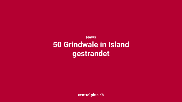 50 Grindwale in Island gestrandet