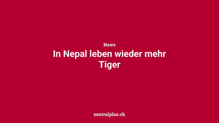 In Nepal leben wieder mehr Tiger