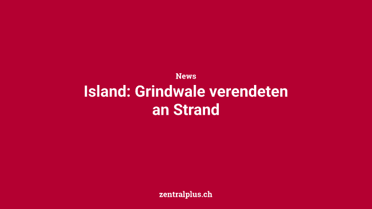 Island: Grindwale verendeten an Strand