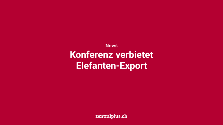 Konferenz verbietet Elefanten-Export