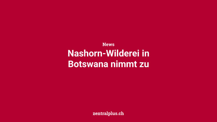 Nashorn-Wilderei in Botswana nimmt zu