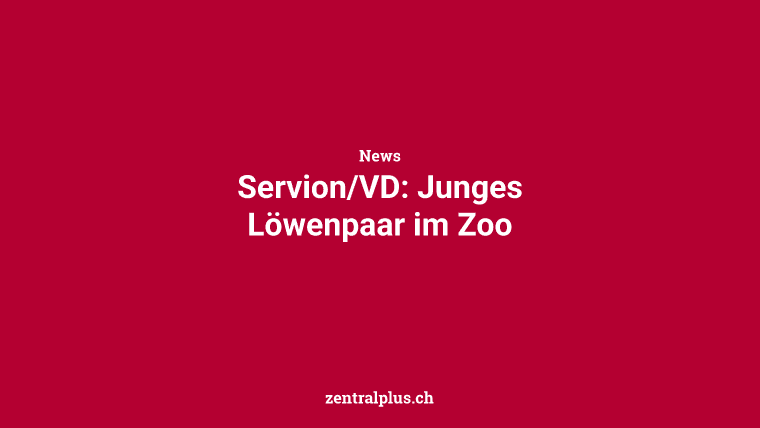Servion/VD: Junges Löwenpaar im Zoo