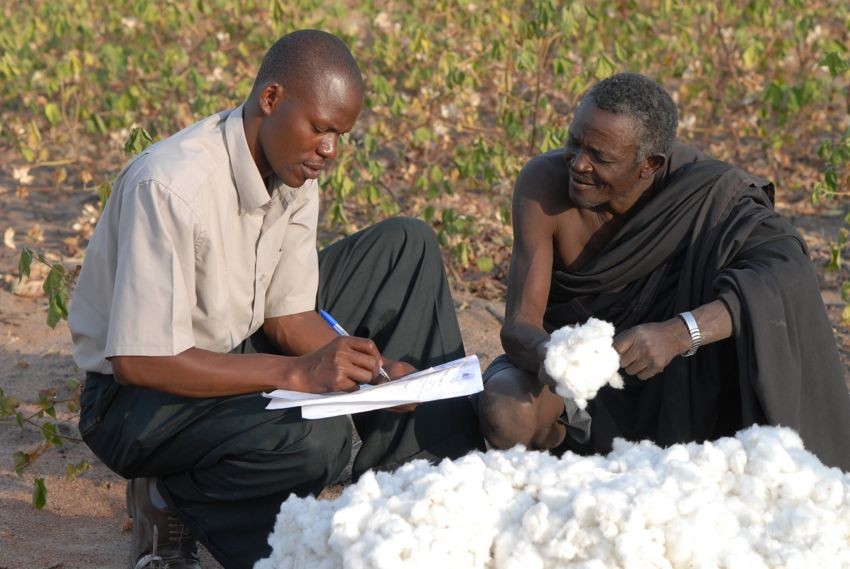 Ernte von Biobaumwolle in Tansania