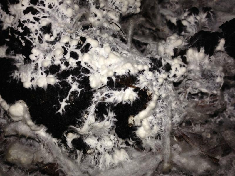 Das Mycelium (Pilzgeflecht) wächst im Kulturraum heran. (Bild: wia)