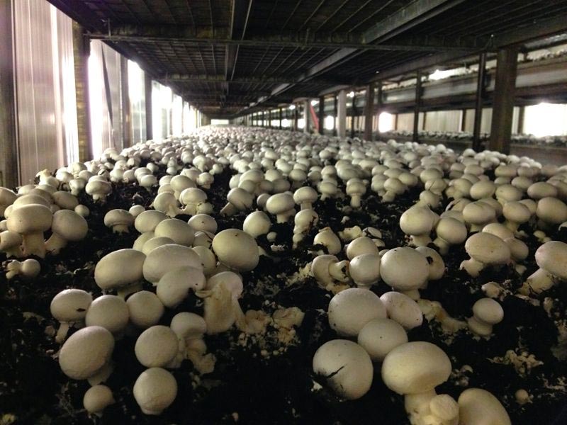 Wenn das Mycelium gestoppt wird, wachsen einzelne kleine Pilze. (Bild: wia)