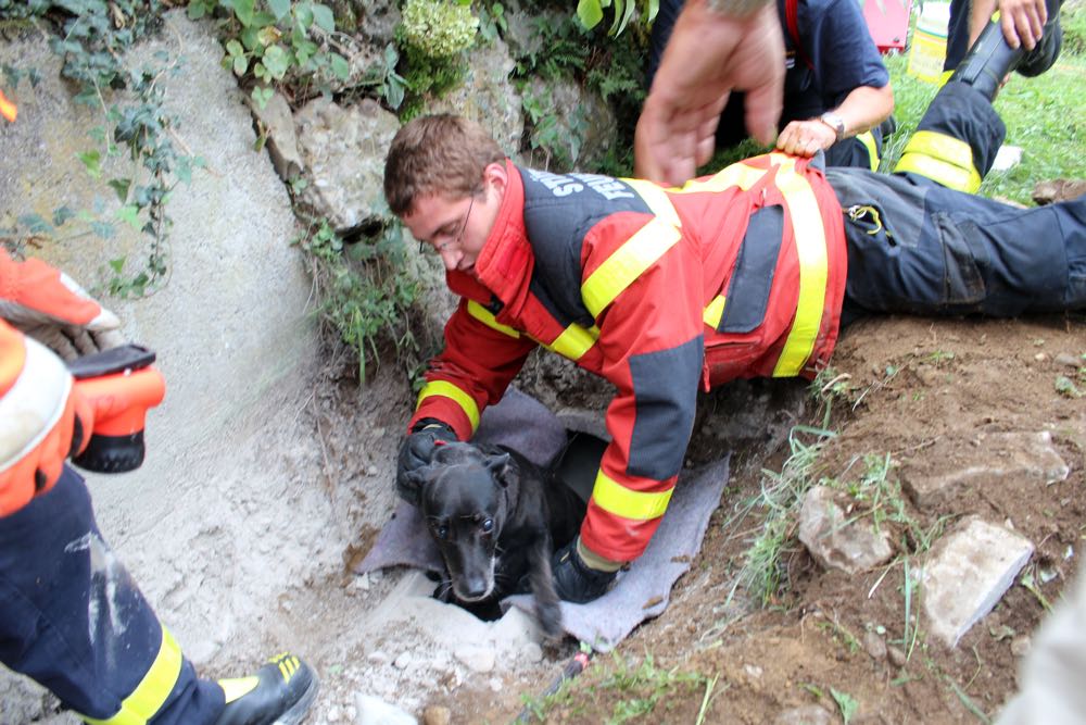 Die Hundedame Wanda erkundete ein Abflussrohr – und konnte gerettet werden.
