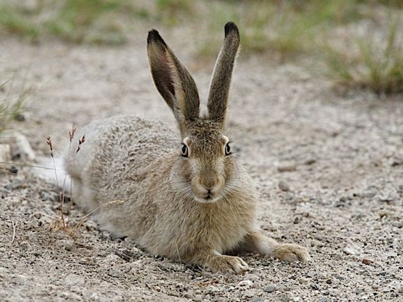 Schokoladen-Osterhasen haben momentan Hochkonjunktur. Echte Feldhasen bekommt man nur noch selten zu Gesicht (Themenbild).