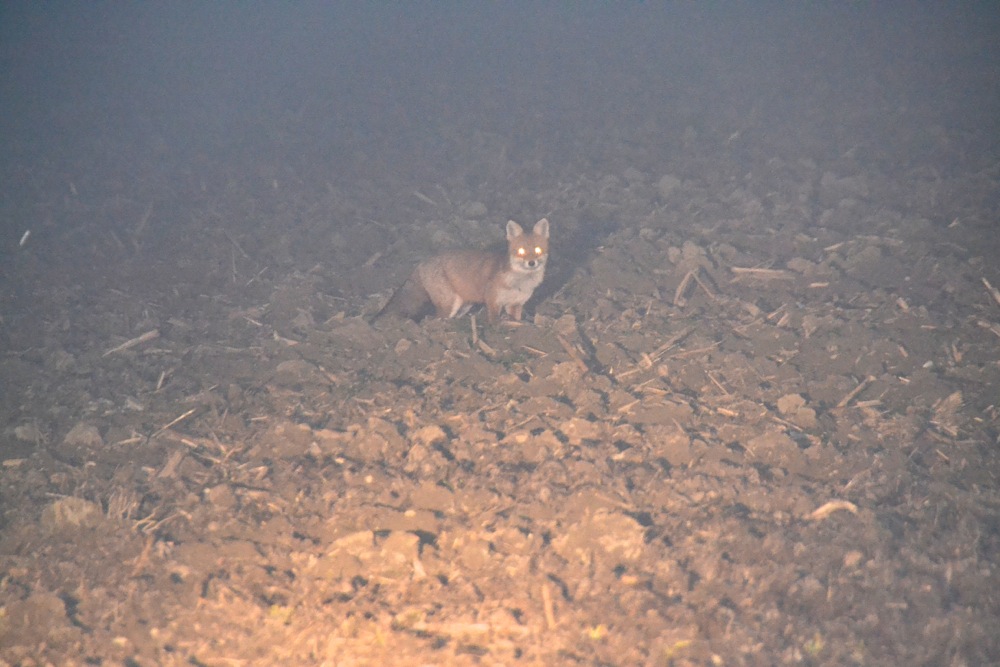 Ein Fuchs bleibt geblendet im Scheinwerferlicht stehen, sodas wir ihn fotografieren können. 