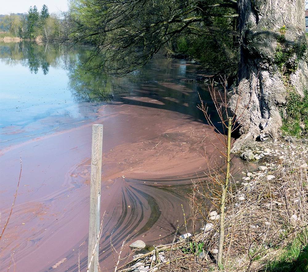 Gestörte Idylle: Burgunderblutalgen wachsen im überdüngten Baldeggersee besonders gut. Wenn sie absterben, sinken sie auf den Seegrund und zehren dort den Sauerstoff auf – Fische können dort nicht mehr leben (Bild: Pro Natura Luzern).