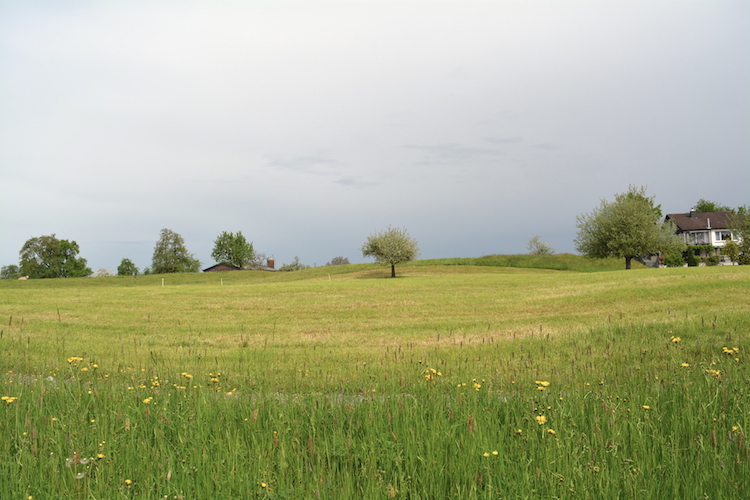 Die Landwirtschaftswiese beim Allrütiweg. Dieses Gemeindeland soll verkauft werden, um damit die Sanierungs- und Neubauarbeiten auf dem Binzmühlegehöft zu finanzieren.