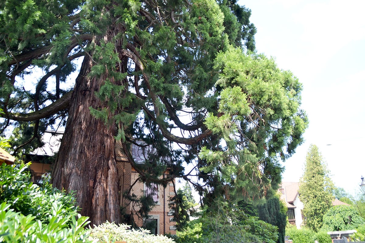 Der dickste Baum der Schweiz steht an der Horwerstrasse: ein Mammutbaum mit 13 Metern Umfang.  (Bild: jwy)