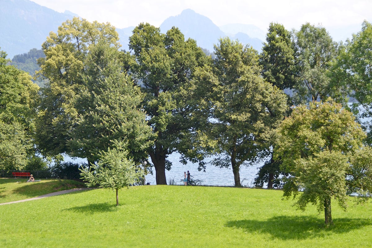 Mächtige Bäume am Seeuferweg beim Richard-Wagner-Museum.  (Bild: jwy)