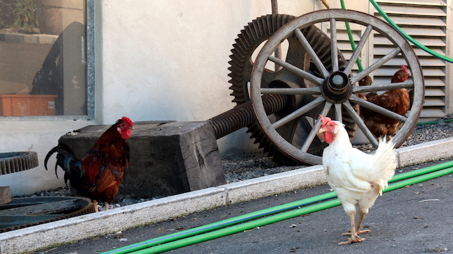 Bio-Idylle auf dem Haldihof: Hühner gackern, Vögel zwitschern, Bienen summen und Alpakas schmatzen.