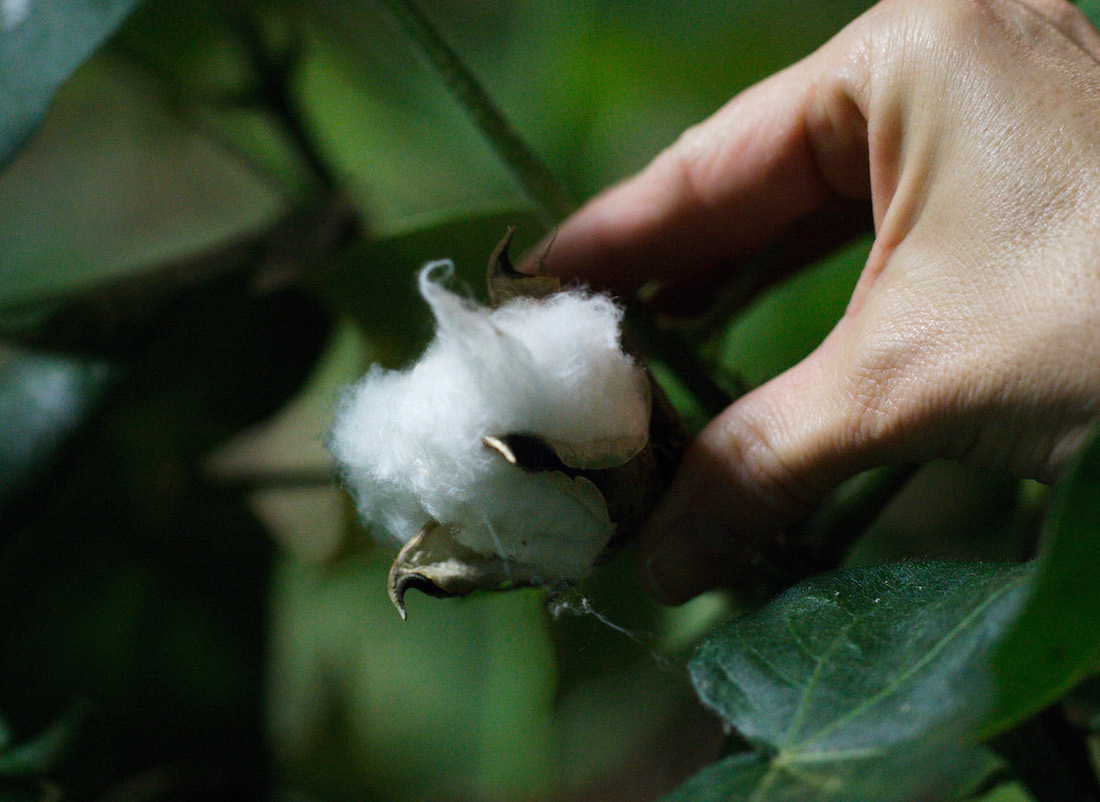 Ist die Bio-Baumwolle am nachhaltigsten? (Bild: Emanuel Ammon/AURA)