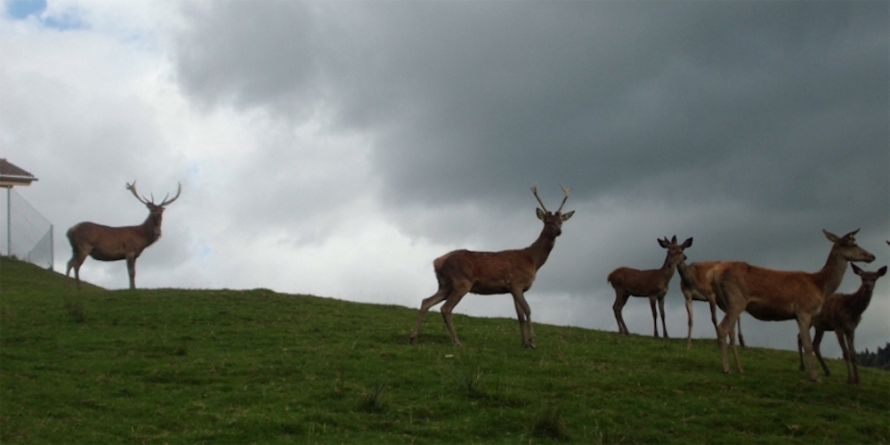 Hirsche im Entlebuch