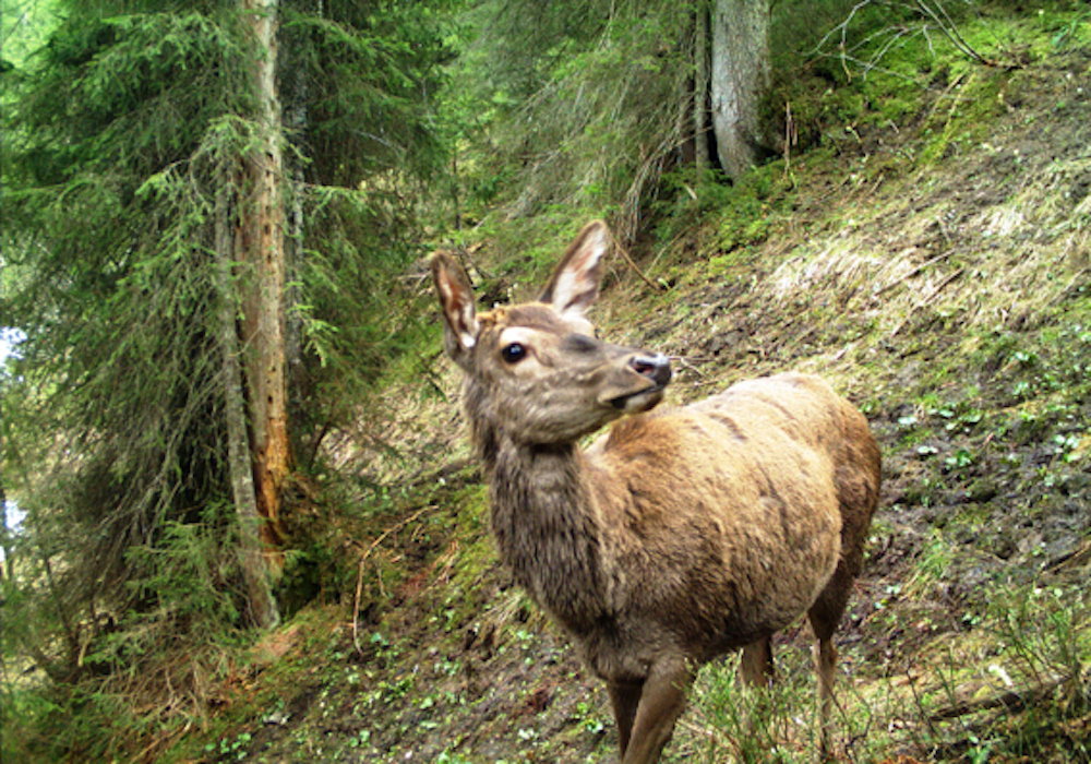 Ein Reh stolziert im Entlebuch durch den Wald.