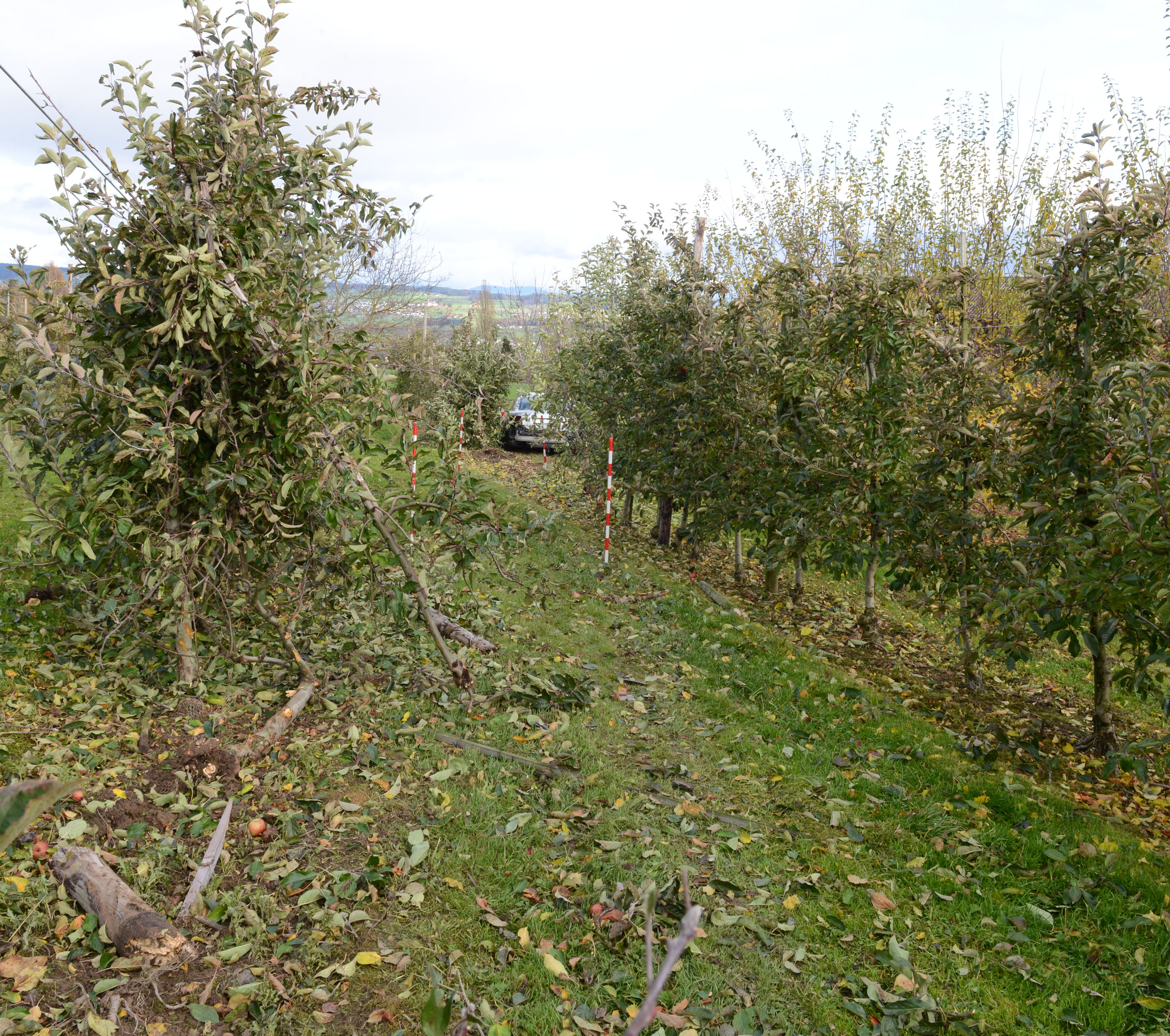 Ungefähr 30 Apfelbäume beschädigte das Auto.