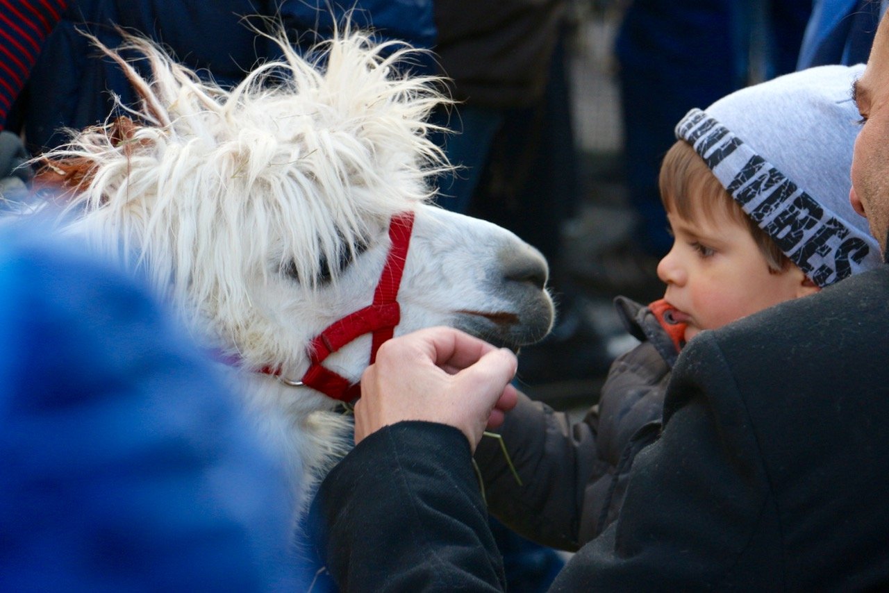 Ob das Kind weiss, dass Lamas spucken können?