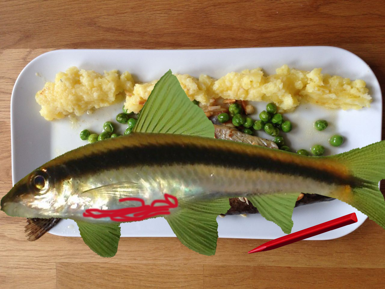 Ein Siamesischer Rüsselbarbe, ein wenig Wachsmalfarbe und schon siehts aus wie der traditionelle Zuger Rötel!