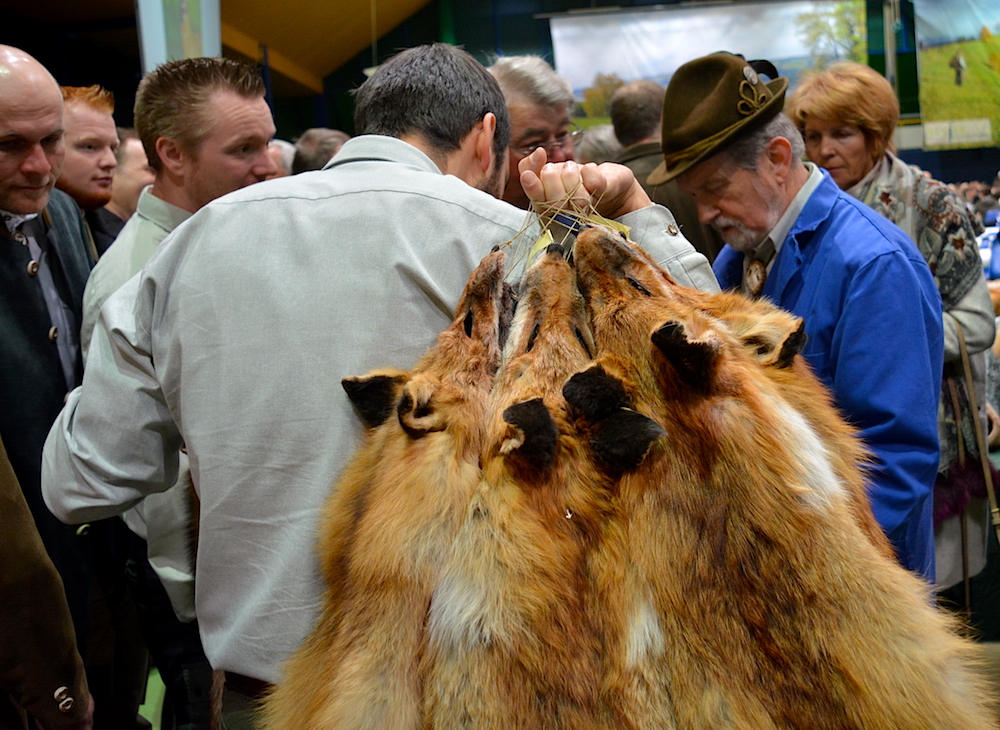 Ein fleissiger Jäger. (Bild: jav)