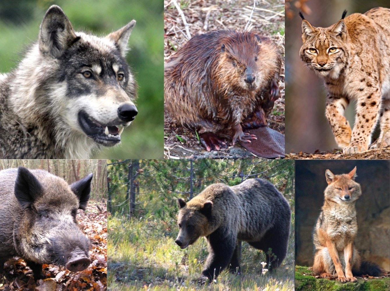 Sind schon da oder werden erwartet: Wolf (oben links), Biber, Luchs, Wildschwein, Bär und Goldschakal.