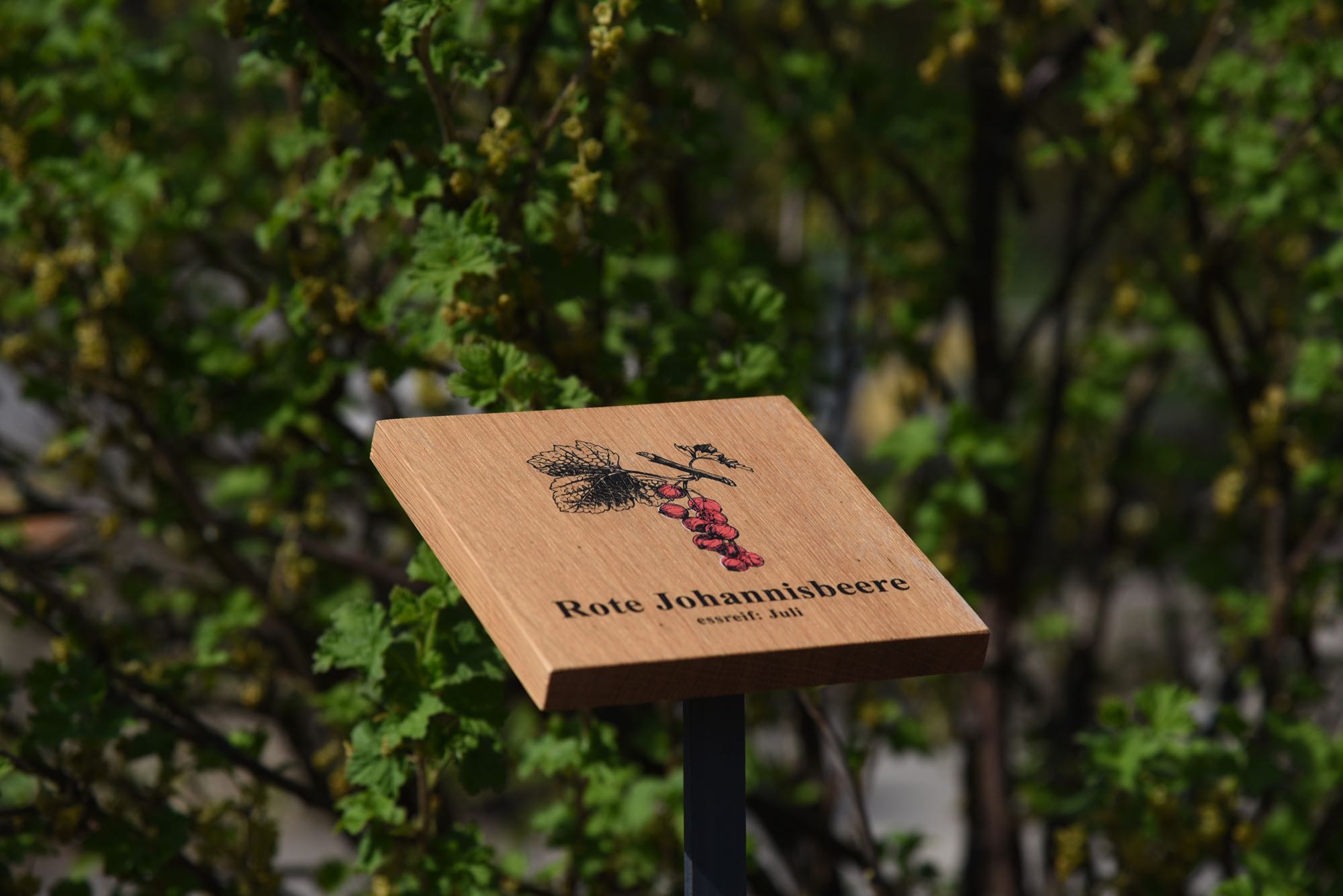 Dank der neuen Beschilderung finden auch Kinder spielend ihre Lieblingsbeeren im Naschgarten.
