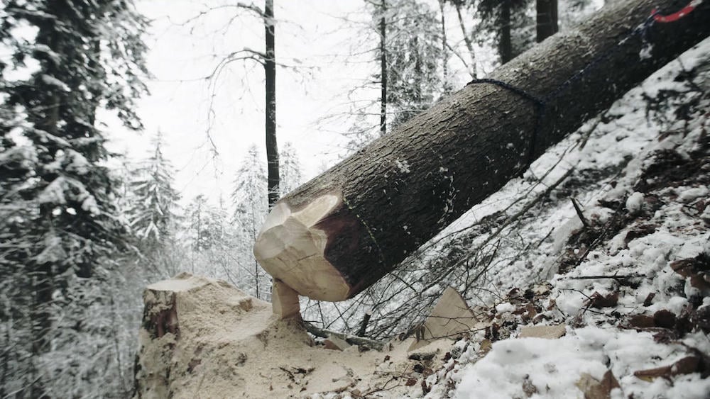 Am letzten Zipfel: ein Baum wehrt sich noch gegen den Sturz zu Boden.