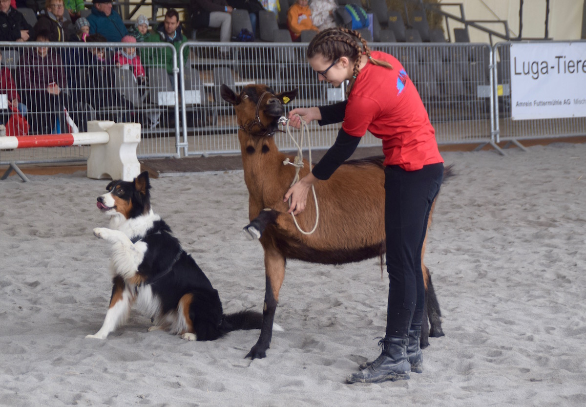 Hund «Spike» und Ziege «Peterli» geben Pfötchen.