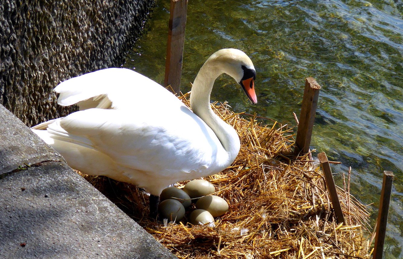 Der Schwan präsentiert seine Brut.