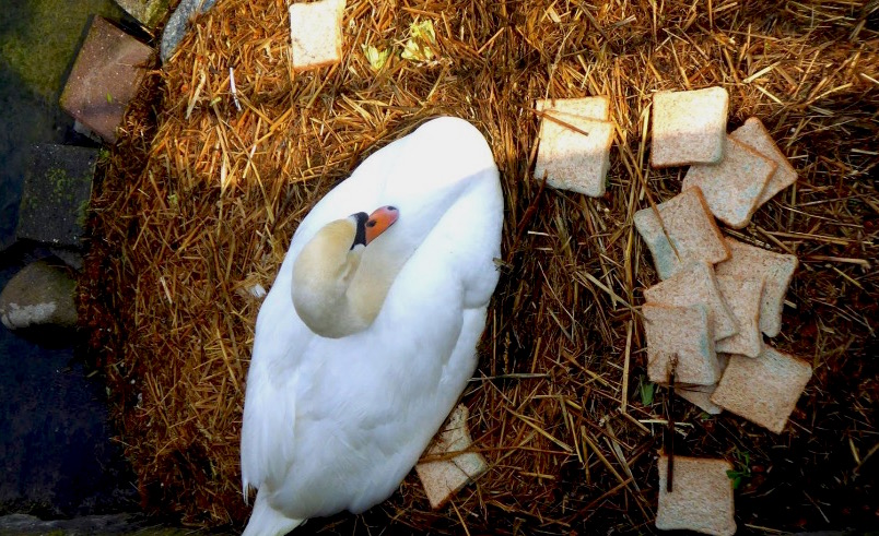 Vor rund einer Woche hatte der Schwan vergammeltes Brot in seinem Nest.