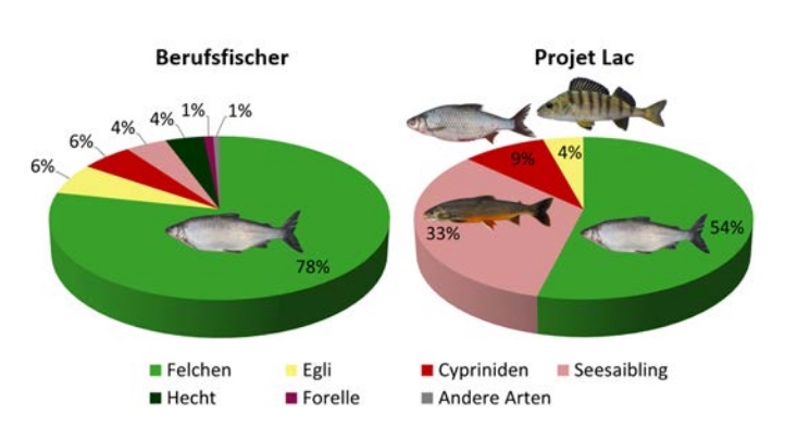 Links: Fänge der Berufsfischer im Vierwaldstättersee 2010 - 2013, Rechts: Fischbestand laut «Projet Lac». Bemerkung: Cypriniden sind Karpfenartige (Rotaugen, Brachsmen etc.).
