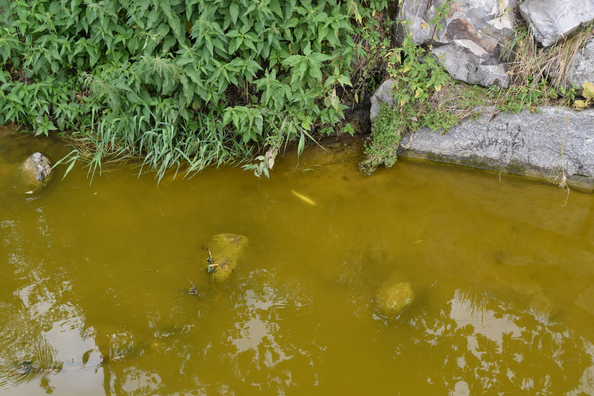 Grün und stinkend: Tausende Fische sind aufgrund der Verschmutzung verendet.