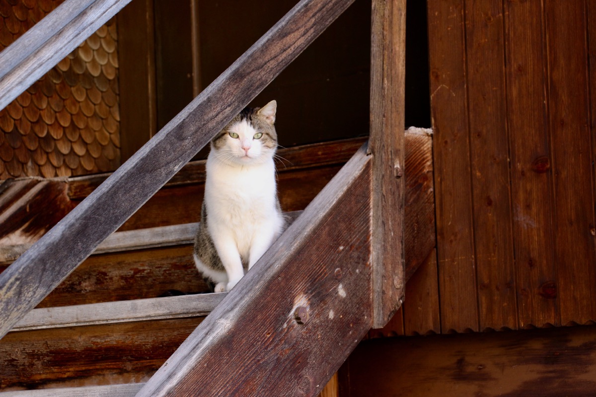 Die Katze wartet auf ihren Herrn.