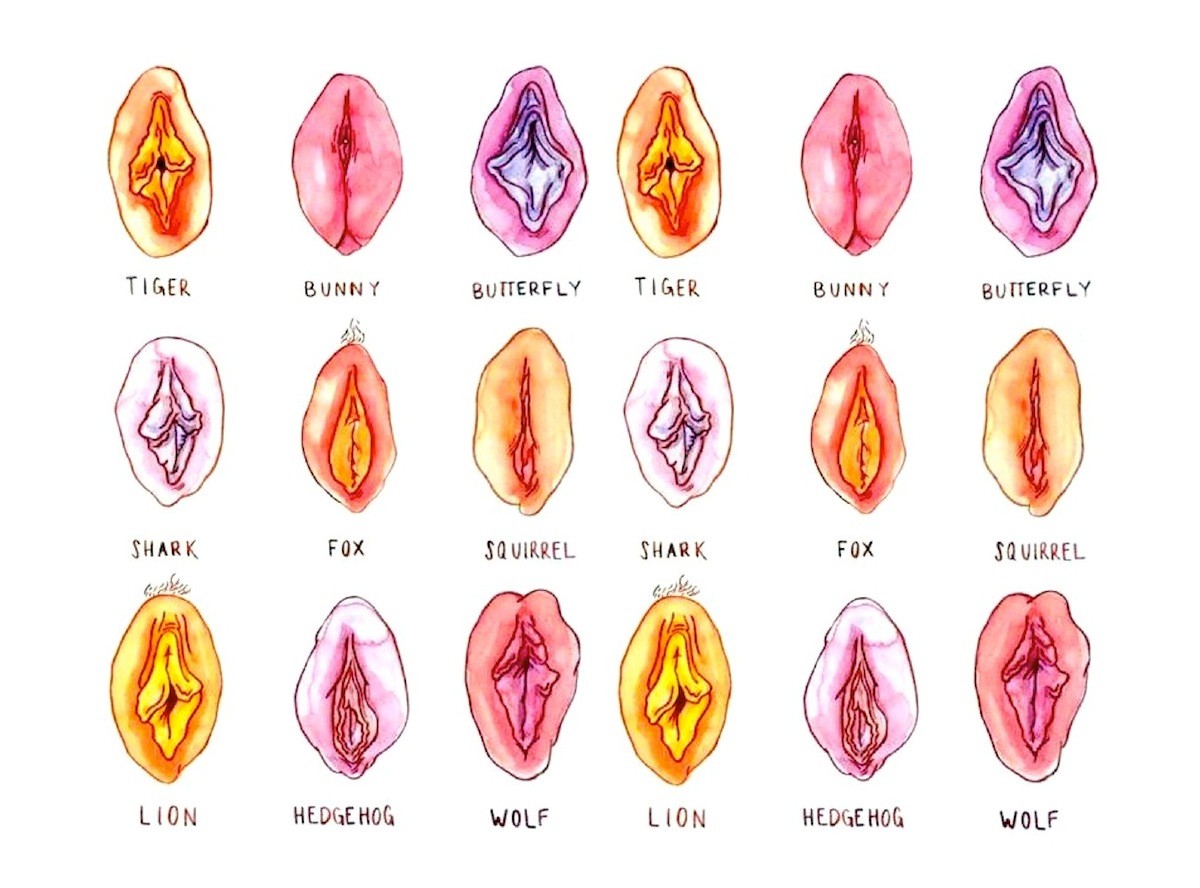 Types of vagina pictures