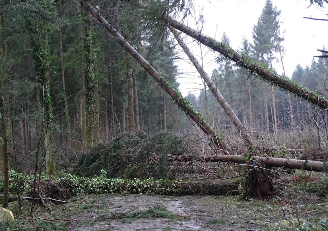 Sturmholz auf einer Waldstrasse im Rainmatterwald.