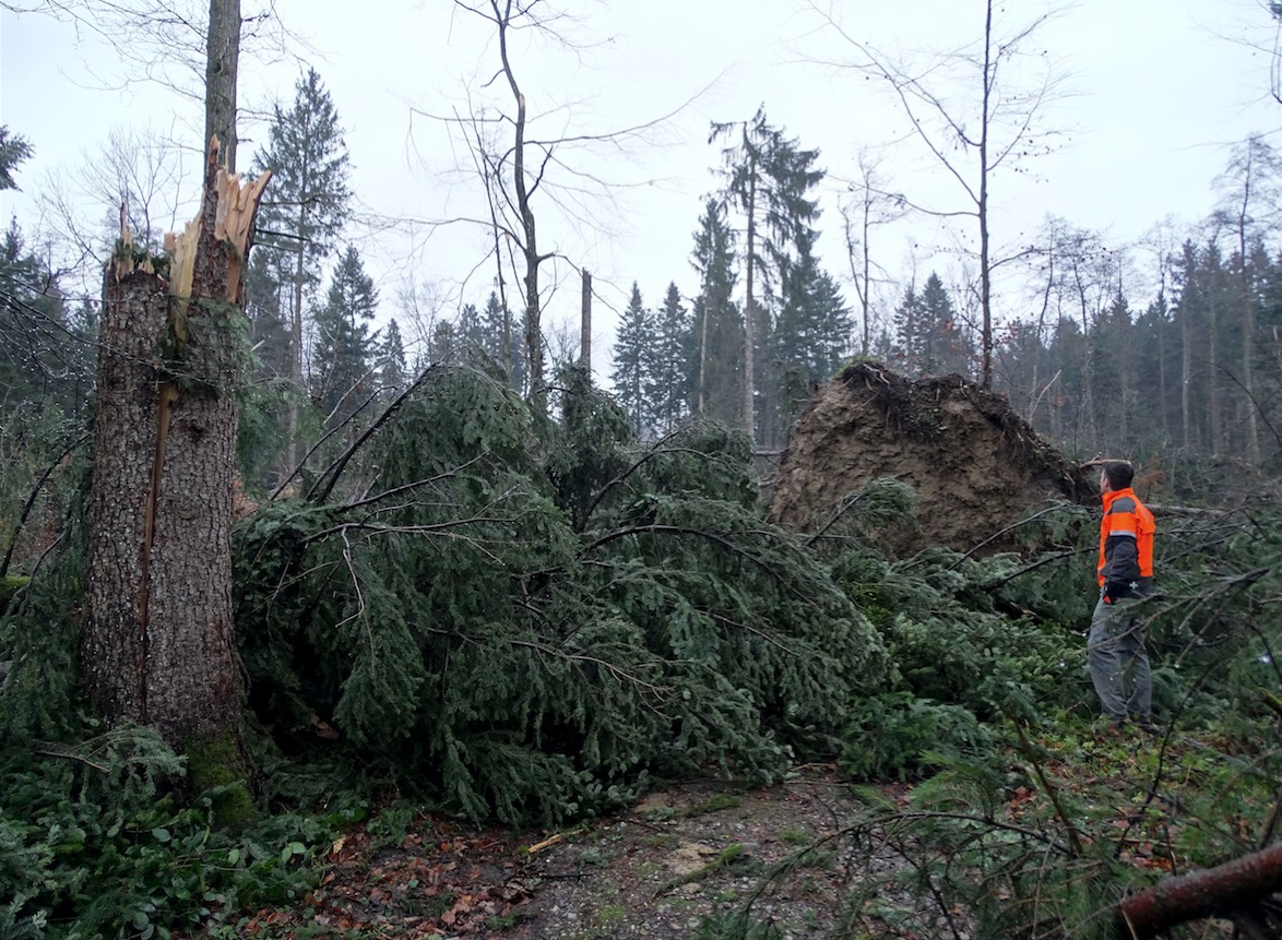 Martin Ziegler, Amt für Wald und Wild, begutachtet Waldschäden im Steinhauserwald.