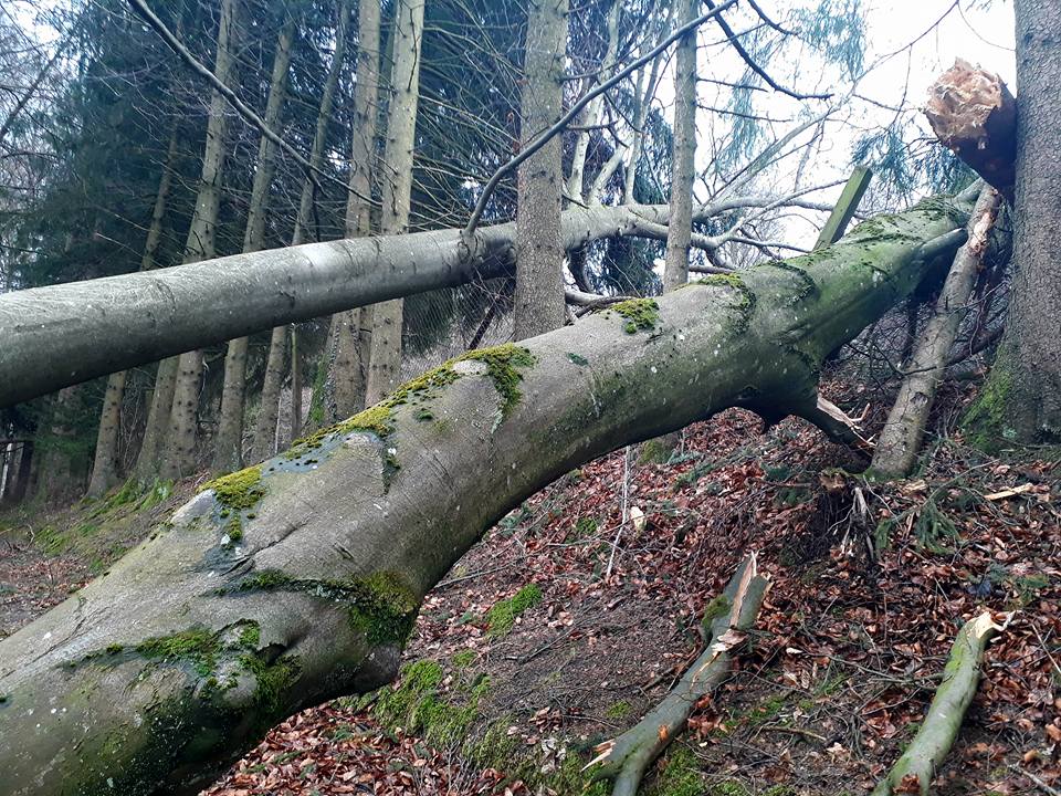 Auch mächtige Tannen hat «Burglind» umgestossen.