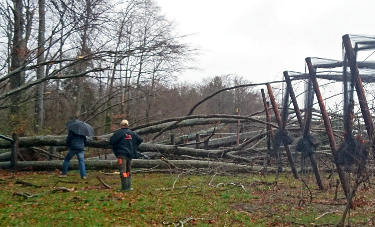 Auch Obstbauern traff «Burglind» hart: Sturmholz inmitten einer Obstplantage im Saffergarten (Seetal).