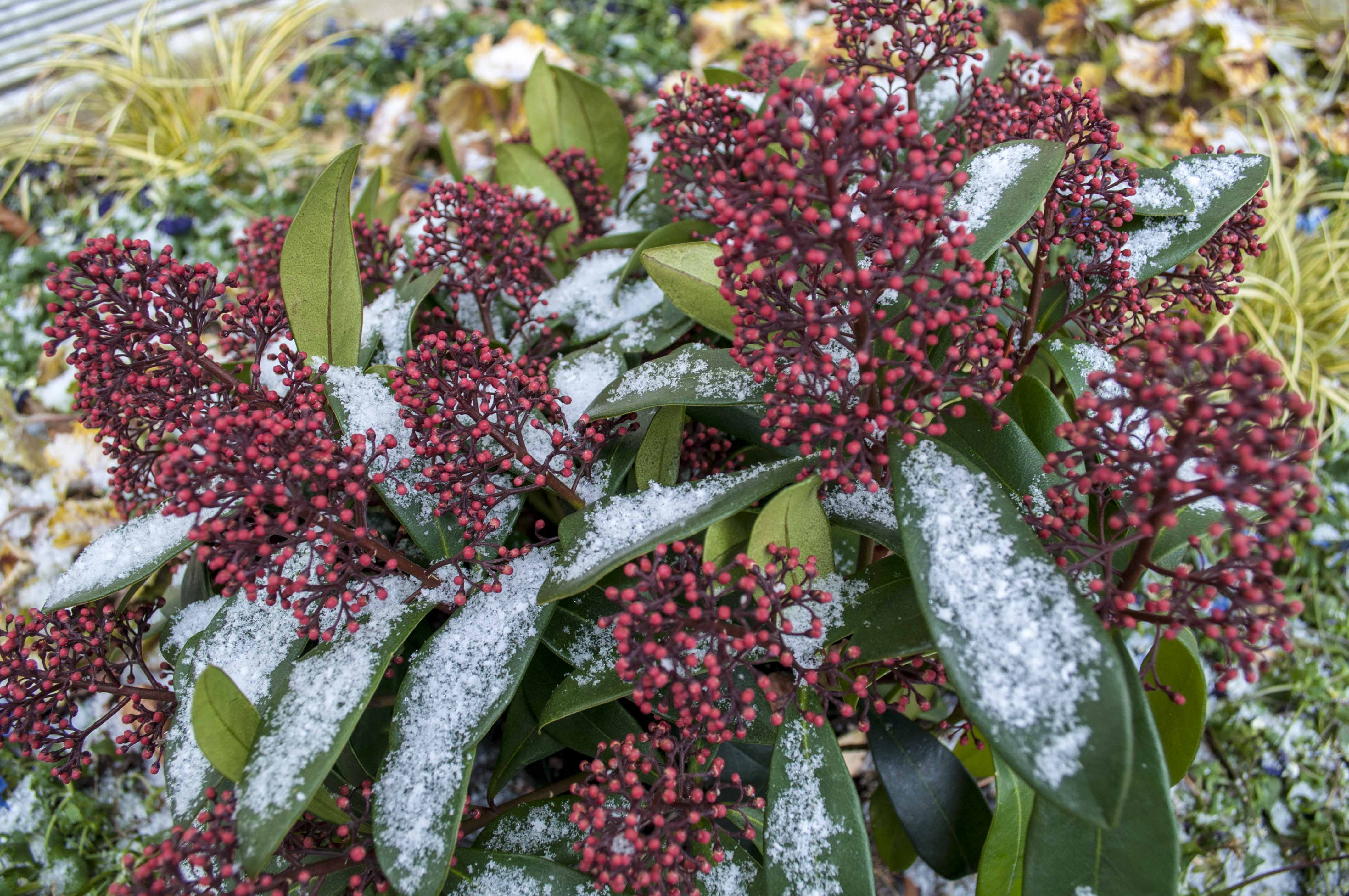 Die Blumenrabatten sind mittlerweile bepflanzt worden.