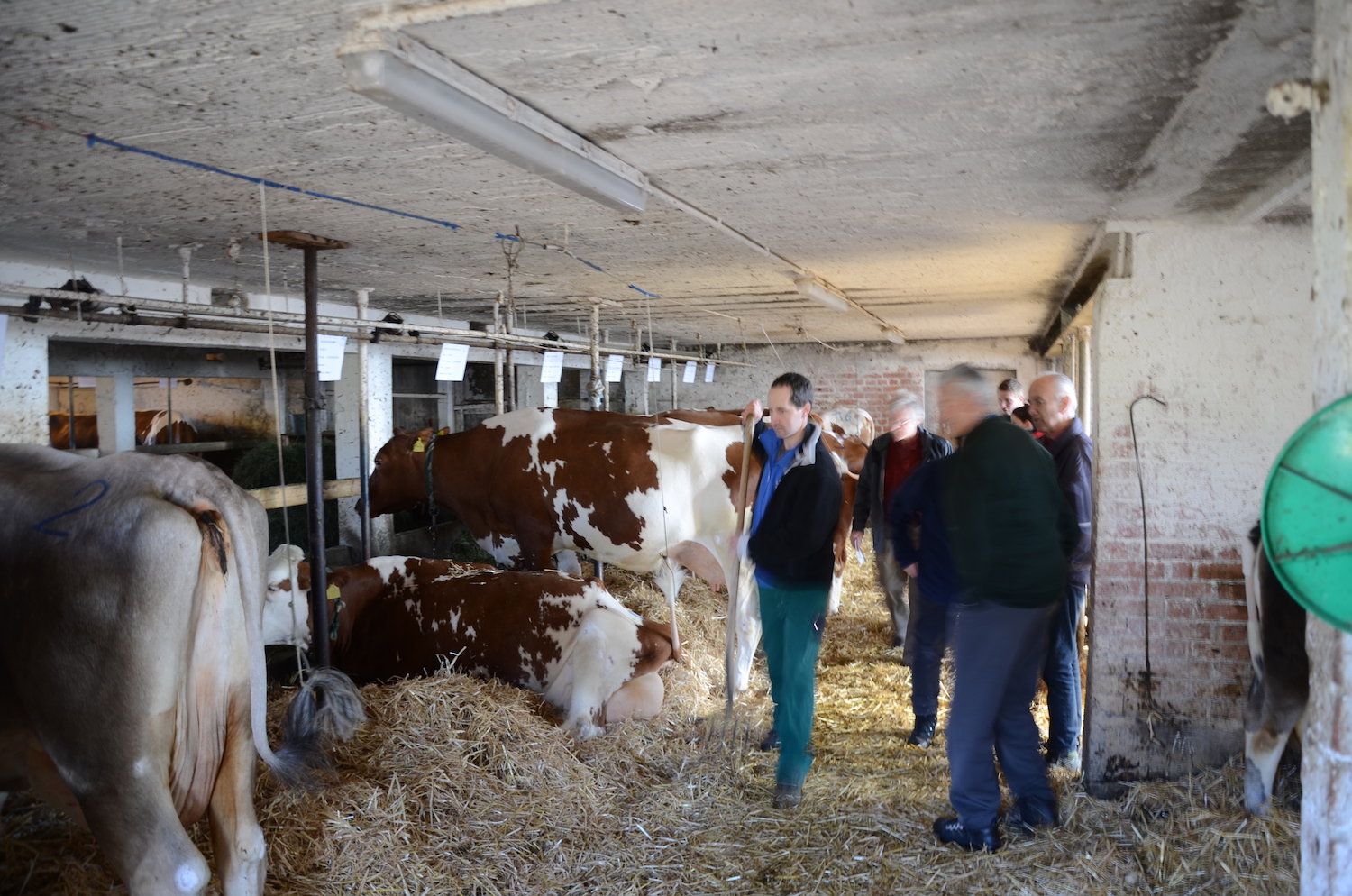 Auch die Milchkühe der Andermatts wurden an der Versteigerung verkauft.