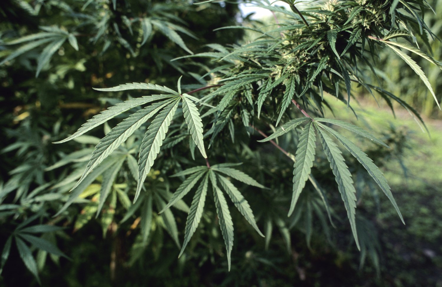 Eine Pflanze, über die sich die Geister scheiden: Cannabis, Droge und Heilmittel in einem.