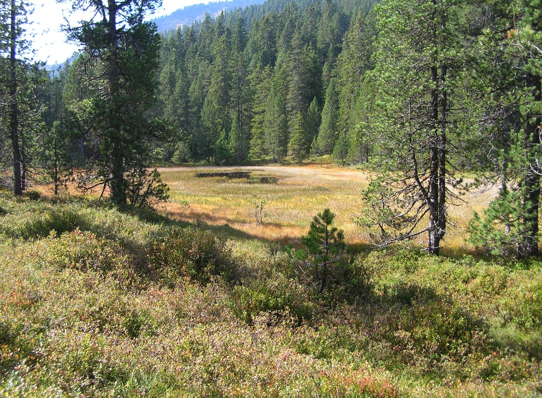 Eine Moorlandschaft im Entlebuch: Moore sind wertvolle Lebensräume für spezialisierte Arten.