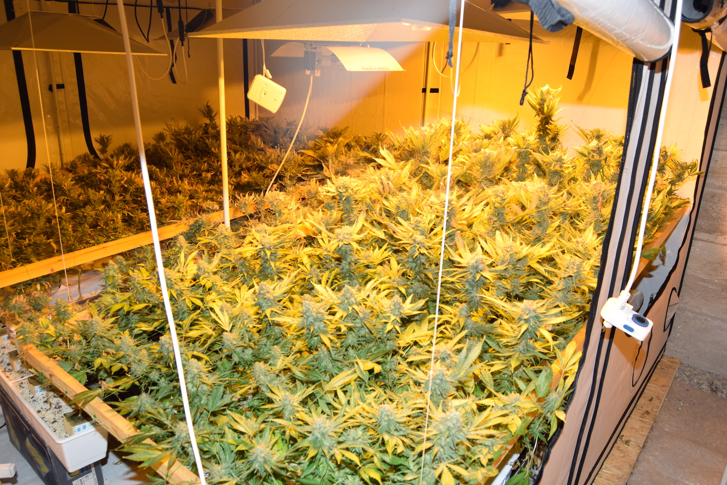 Eine Indoor-Hanfanlage im Grünen: In Beromünster wurden über 730 Cannabis-Pflanzen sichergestellt.