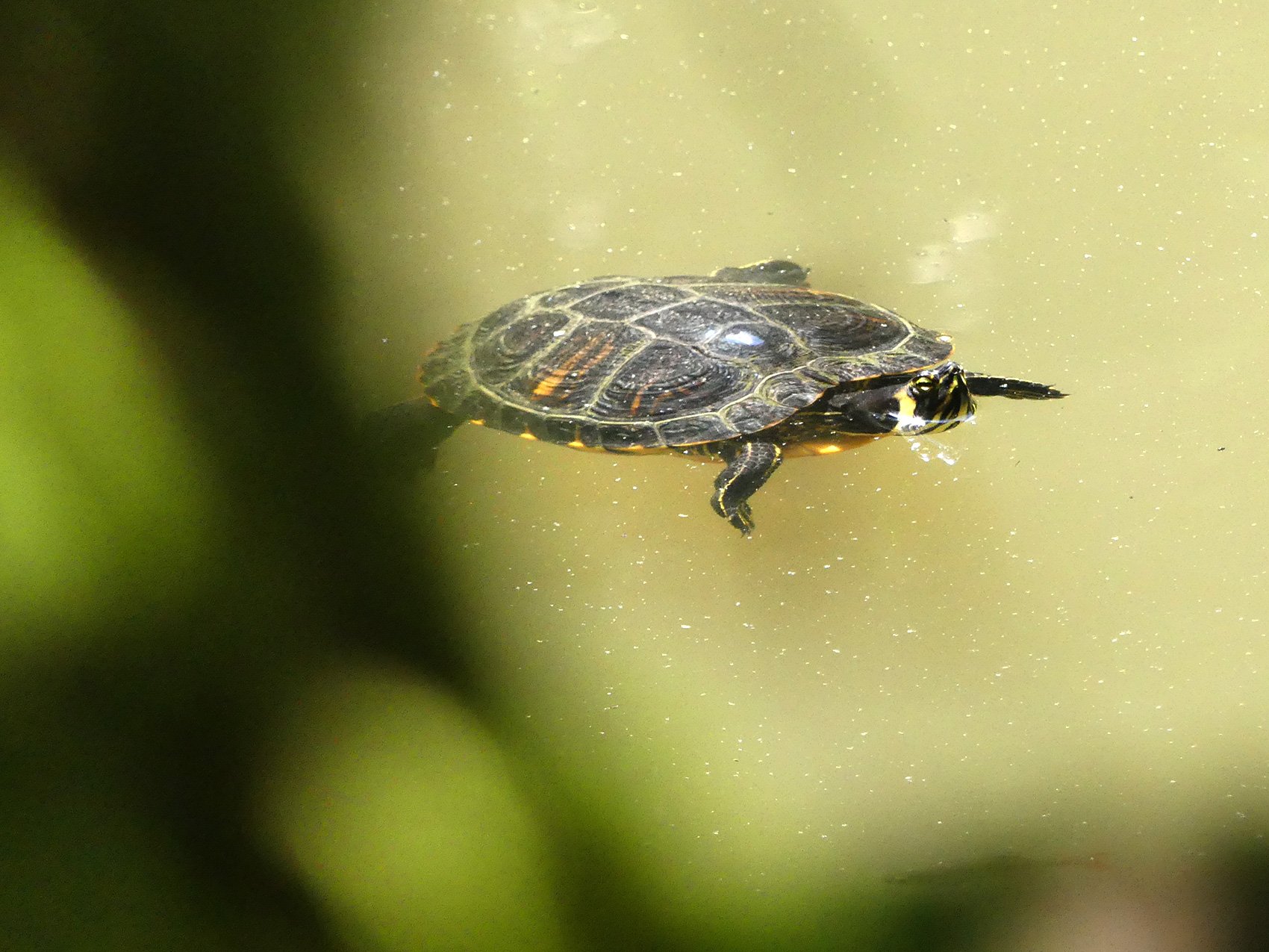 Gehört hier nicht hin: Eine der Nordamerikanische Buchstaben-Schmuckschildkröten im Gütschweiher.