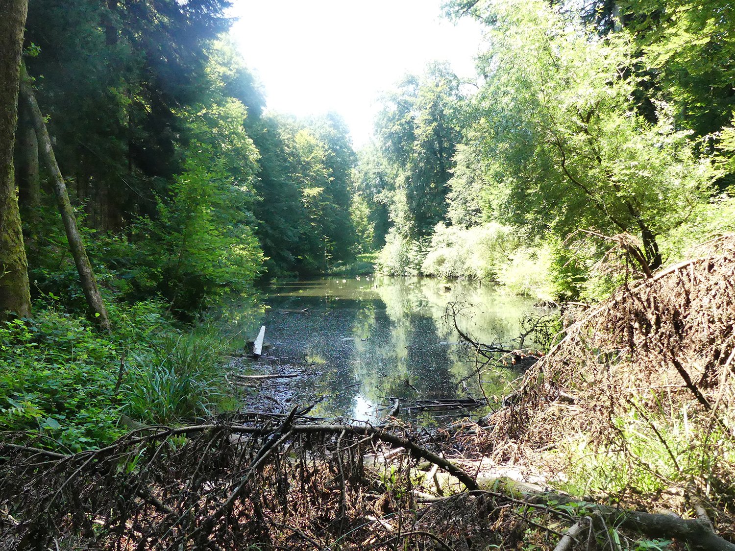 Der Gütschweiher ist ein Naturweiher mitten im Wald und Lebensraum für Frösche, Fische und viele andere Tiere.