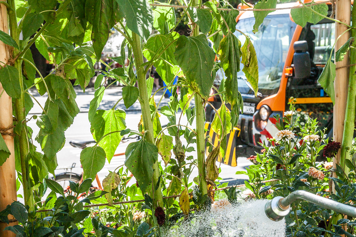 Die Sonnenblumen auf der Strasseninsel beim Luzernerhof leiden unter den extremen Temperaturen.