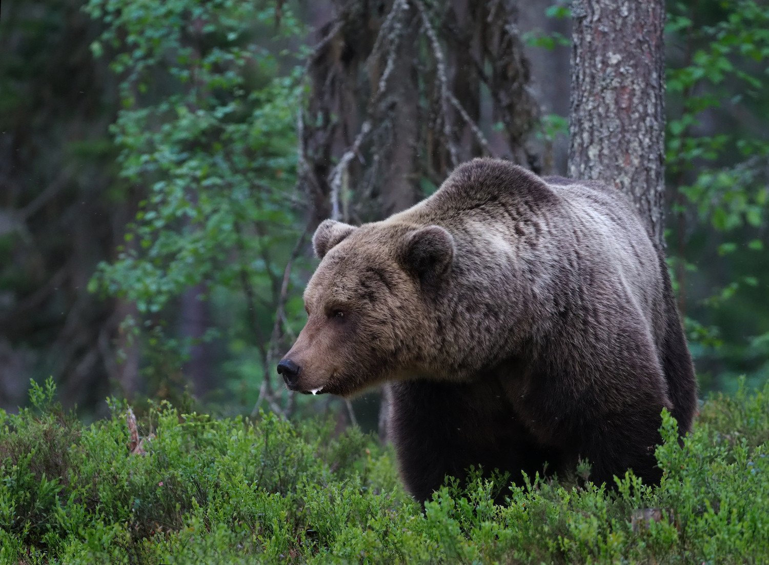 Среда обитания зверей. Ареал обитания бурого медведя. Ареал бурого медведя в России. Среда обитания бурого медведя. Ареал бурого медведя.