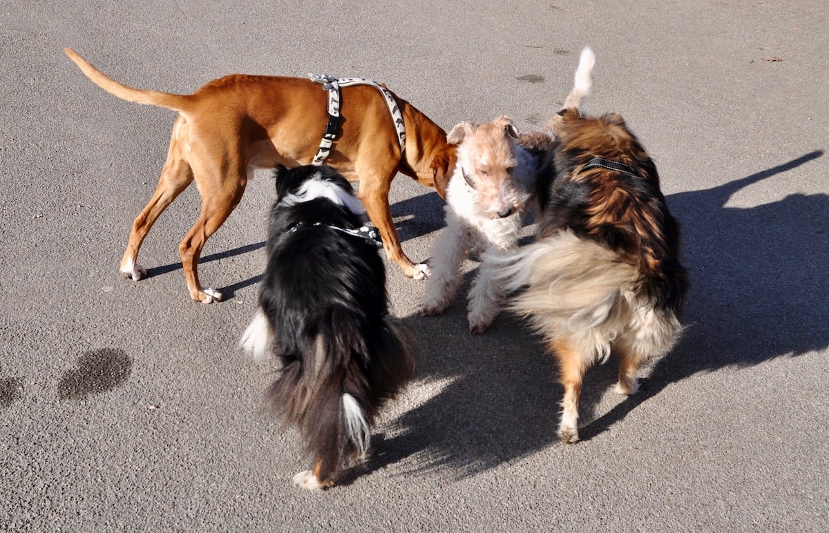 Die Hunde kennen sich am Churchill-Quai.