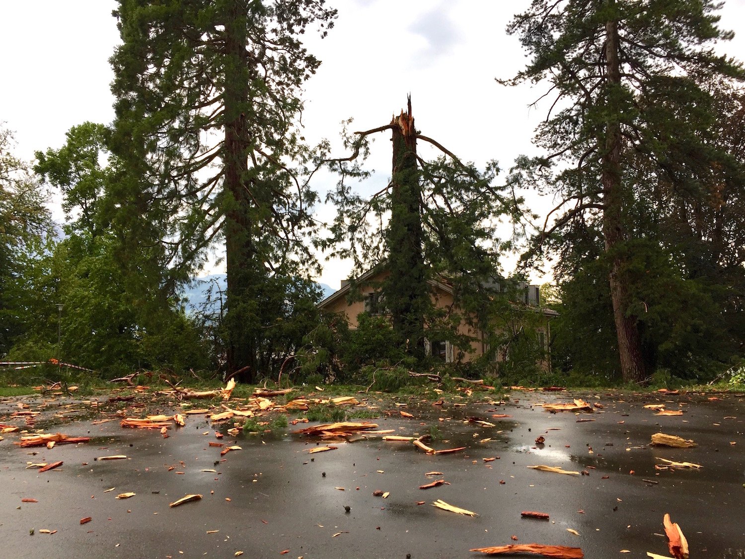 Trümmerhaufen: Der Blitz schlug in den 150-jährigen Mammutbaum ein und zerstörte das Holz.