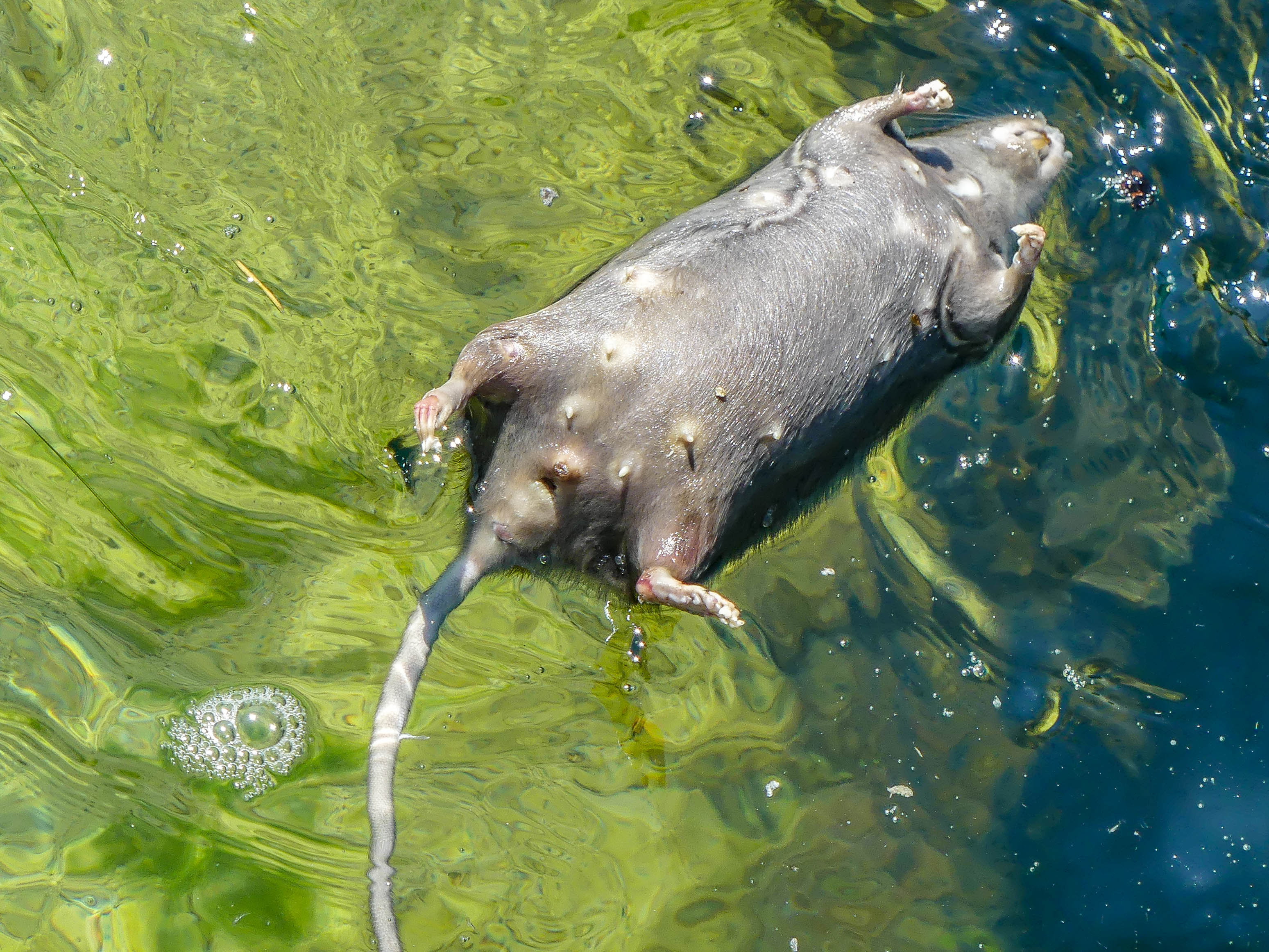 Aufgedunsen treibt diese Ratte vor sich hin. 